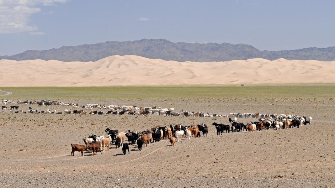 Interesting Facts About the Gobi Dessert - Traveler Dreams