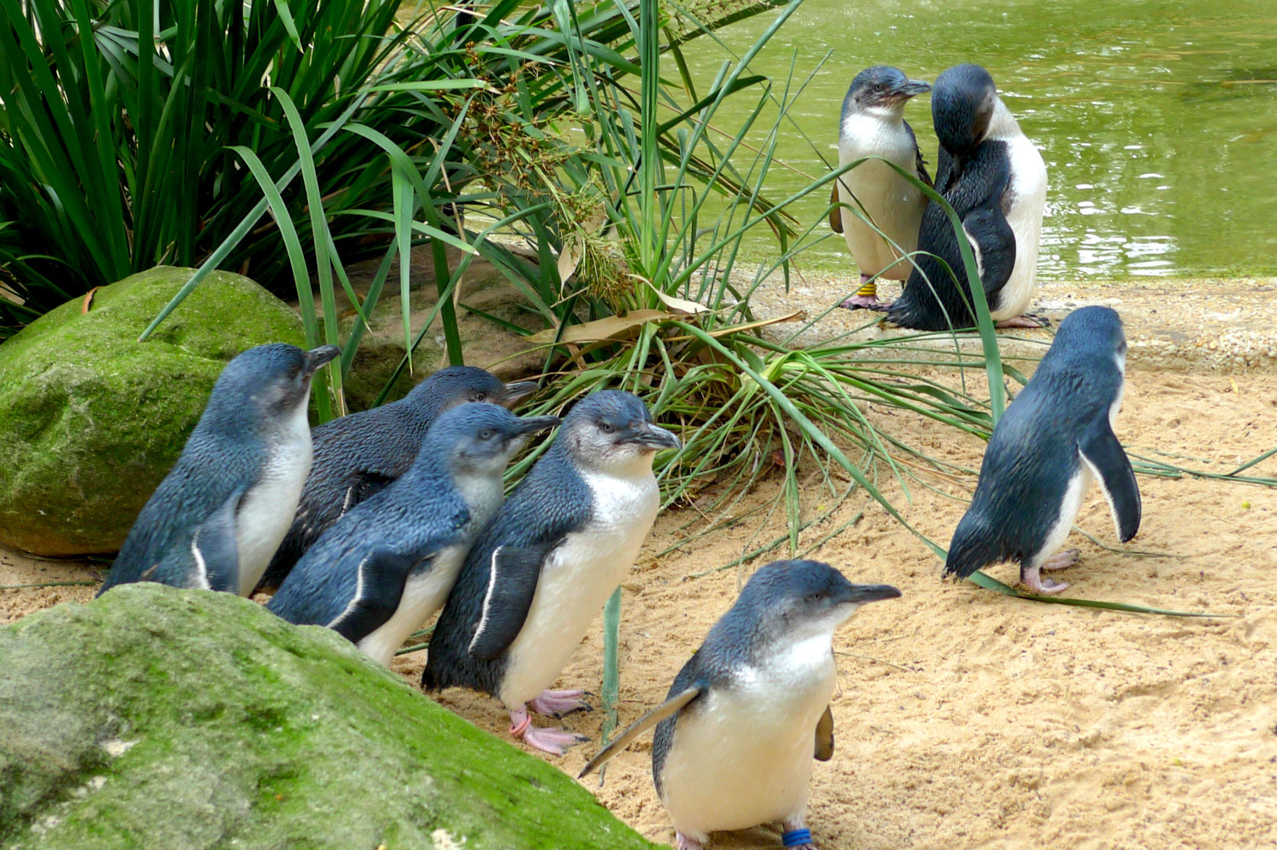 Penguin Lovers Have to Visit Phillip Island at Least Once