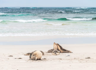 Sea lions reasting on the beach at Seal Bay, Kangaroo Island, South Australia