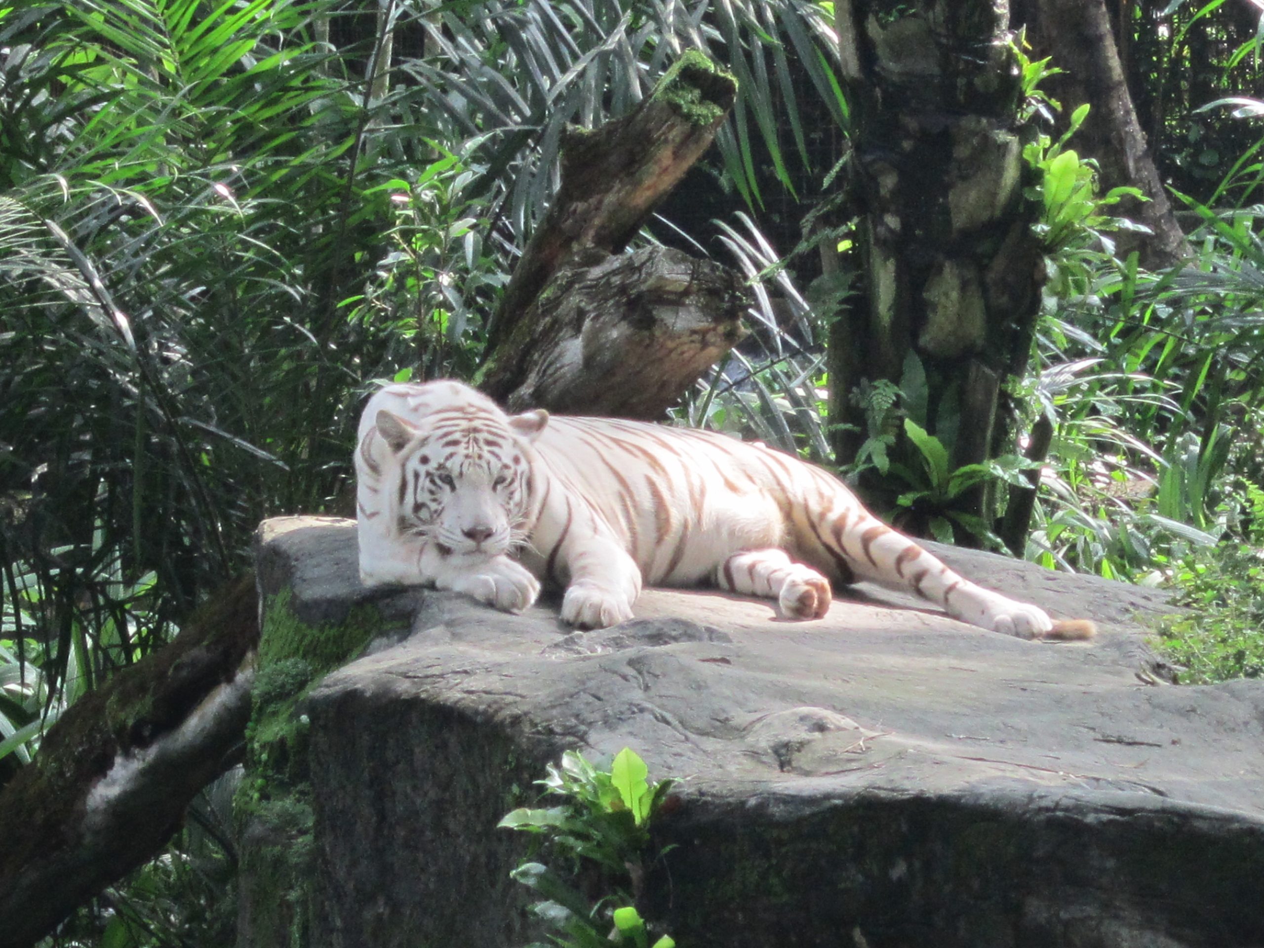 White tiger at the Singapore Zoo