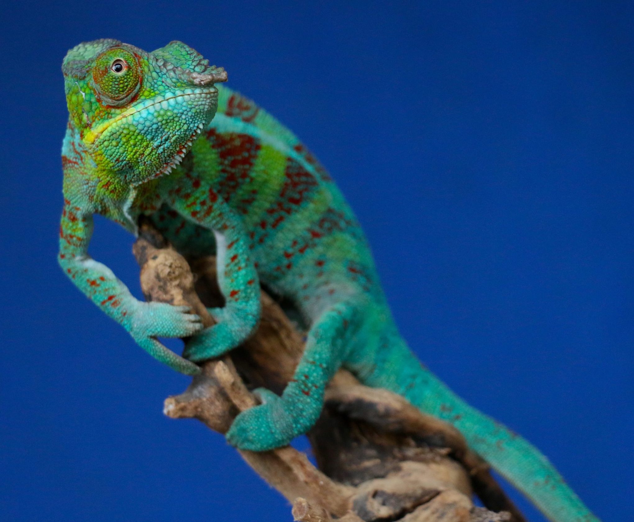 Panther Chameleon are only found in Madagascar.