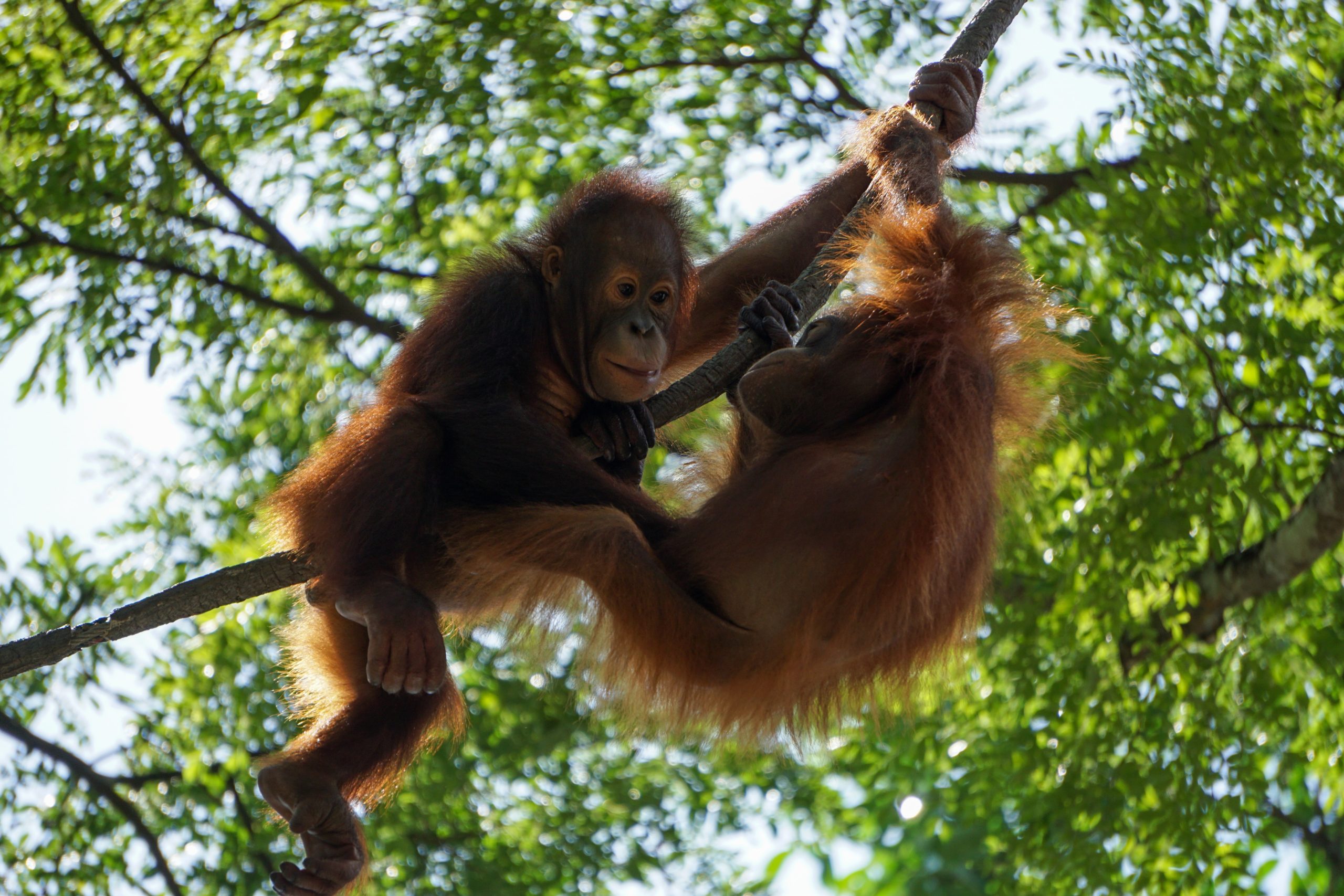 Visit these islands to see orangutans.