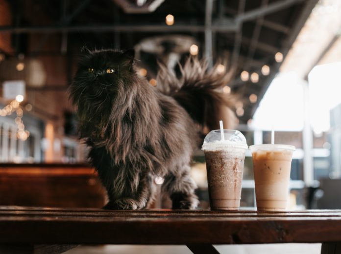 A coffee house with cat