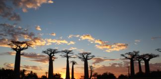 Avenue of the Baobabs, Morondava, Madagascar