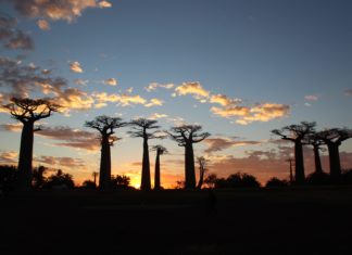 Avenue of the Baobabs, Morondava, Madagascar