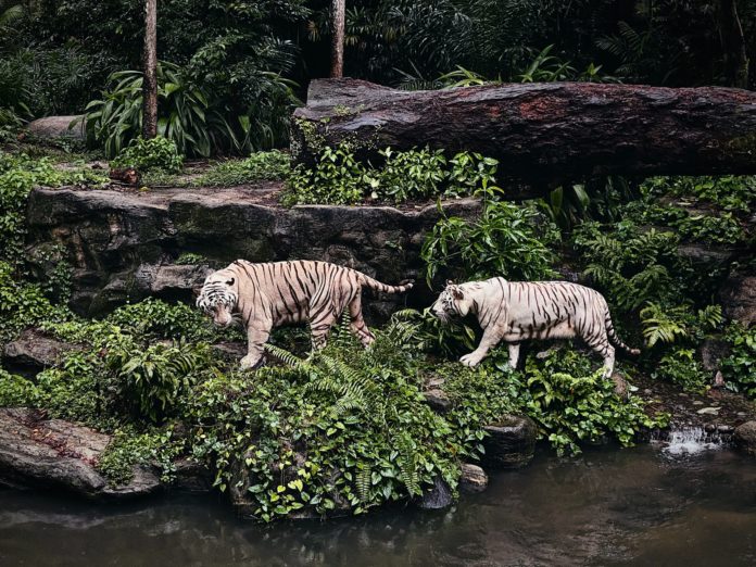 Singapore Zoo, Singapore.