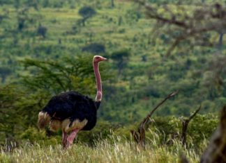 An ostrich in Laikipia, Kenia.