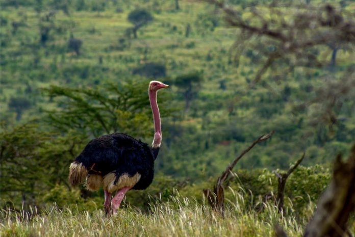 An ostrich in Laikipia, Kenia.