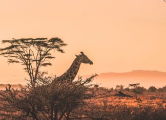 Kenya, Africa