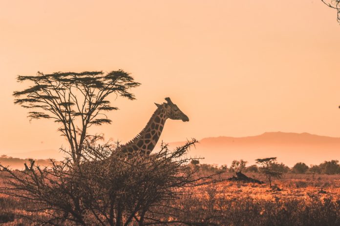 Kenya, Africa