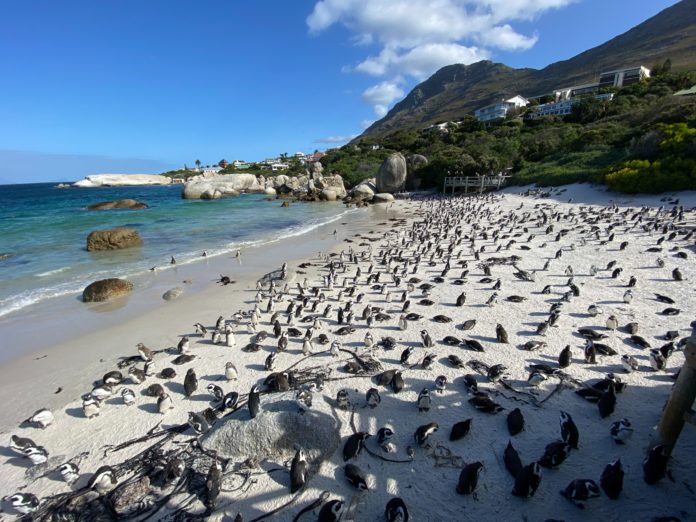 Boulders Beach Penguin Colony, South Africa.
