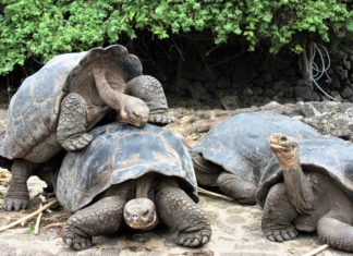Galapagos Tortoise.