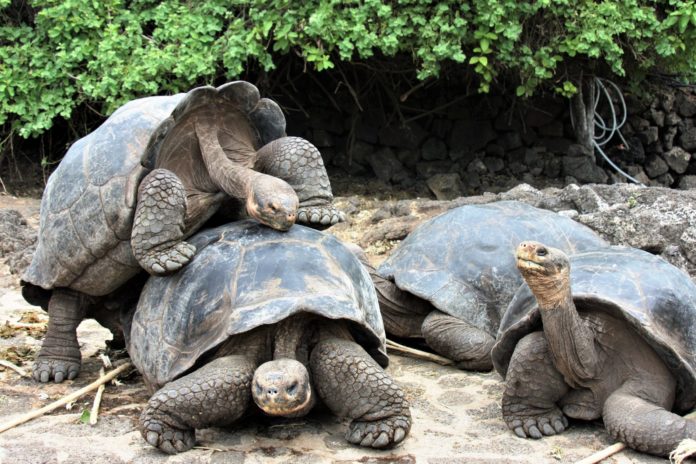 Galapagos Tortoise.