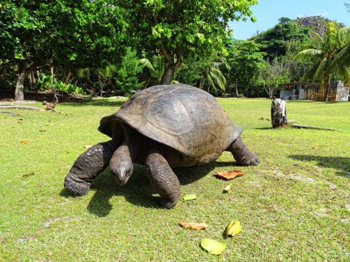 giant tortoise at Curieuse island, Seychelles