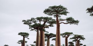 Baobab Avenue, Madagascar.