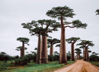 Baobab Avenue, Madagascar.