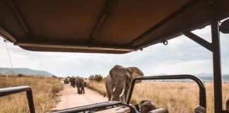 Elephants on an African safari game drive.
