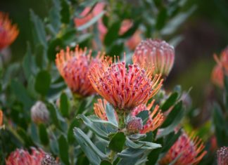Kirstenbosch National Botanical Garden, Cape Town, South Africa.
