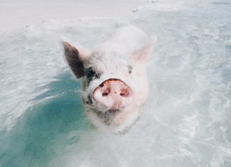 Pig Beach, the Bahamas