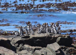 Penguins in Robben Island, South Africa