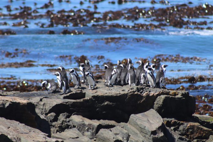 Penguins in Robben Island, South Africa