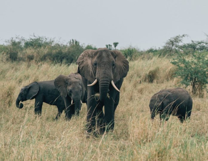 Queen Elizabeth National Park, Uganda