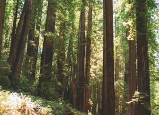 Redwoods, Northern California.