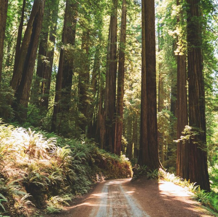 Redwoods, Northern California.