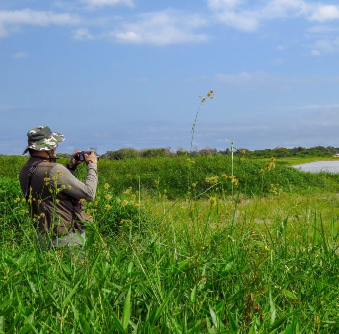 Man birdwatching in a field