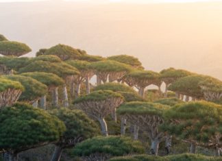 Dragon Blood Trees, Socotra Island, Yemen