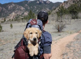 Dog in backpack