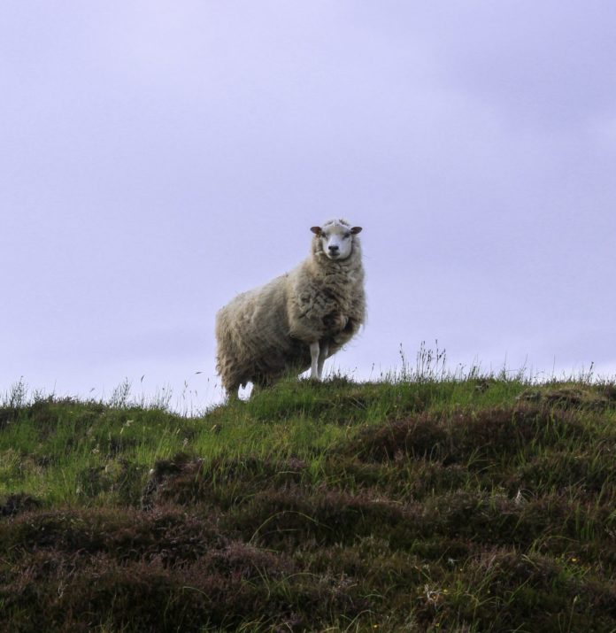 Shetland Isles, United Kingdom