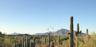 Desert Botanical Garden, Phoenix, AZ, USA