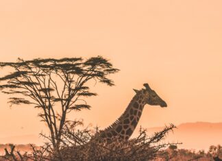 Safari, South Africa