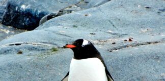 Penguin in Penguin, Tasmania