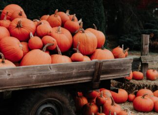 Pumpkin patch