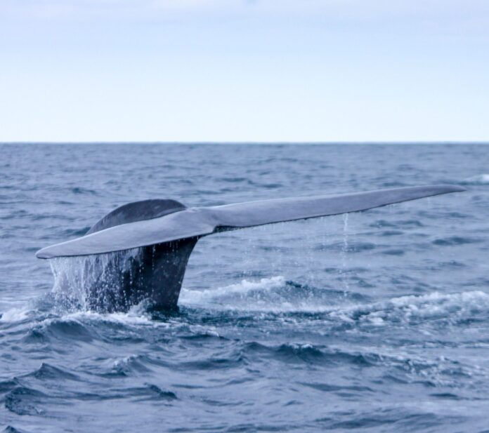 Whales in Azores
