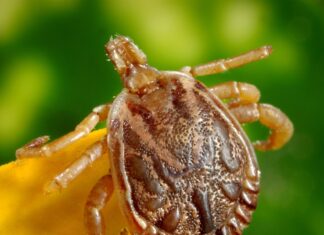 Bed bugs