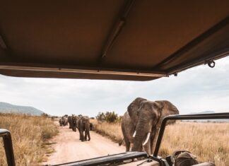 Safari in South Africa