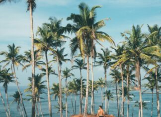Person Standing on Dirt Surrounded by Coconut Trees