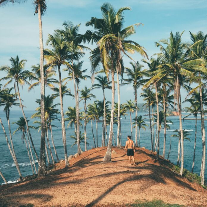 Person Standing on Dirt Surrounded by Coconut Trees