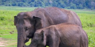 Kaudulla National Park, Galoya Road, Kaudulla, Sri Lanka